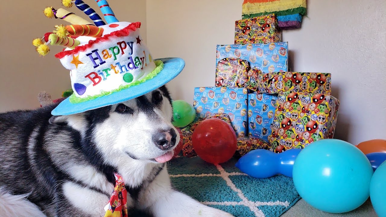 Dog Opens Birthday Presents