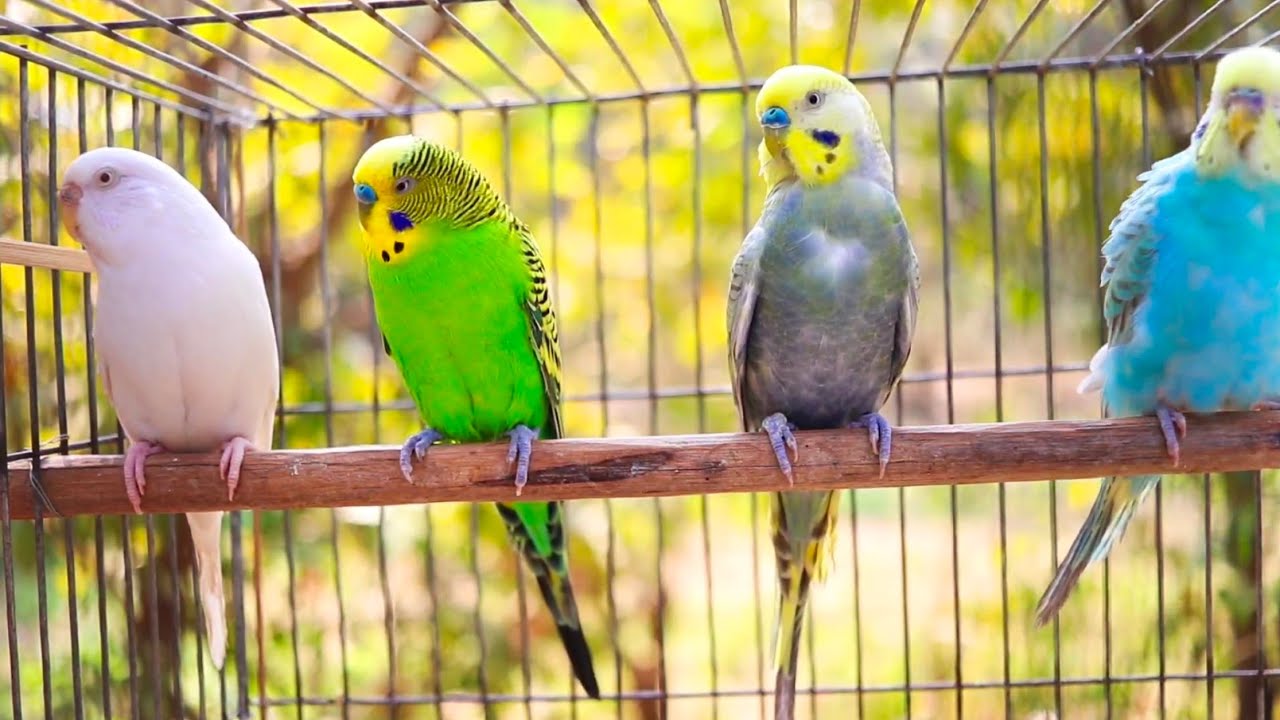 7 hours of budgie sounds to encourage your parrot to eat and sing Budgies Singing