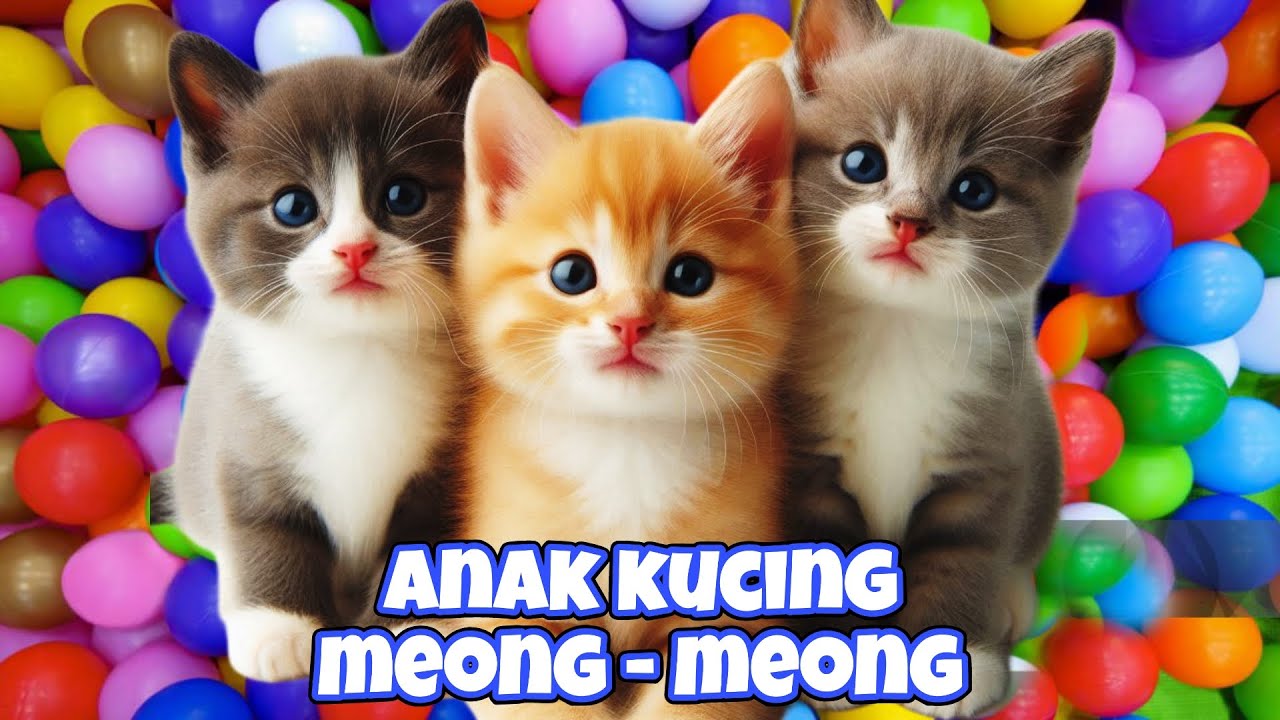 ANAK KUCING MEONG MEONG\LAGU ANAK ANAK POPULER \KUCING LUCU \KUCING COMEL