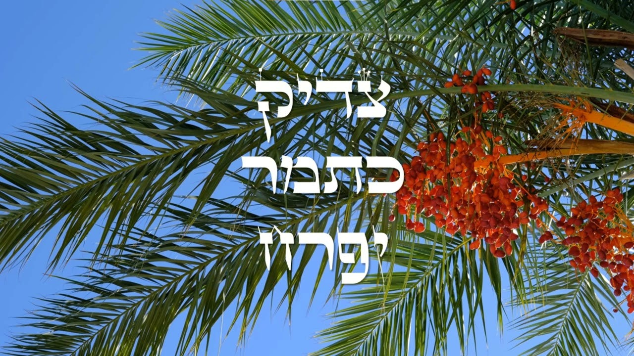 צדיק כתמר יפרח - The Righteous Will Flourish Like A Palm Tree