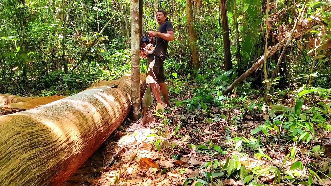 Penemuan langka kayu ulin purba banyak dahan