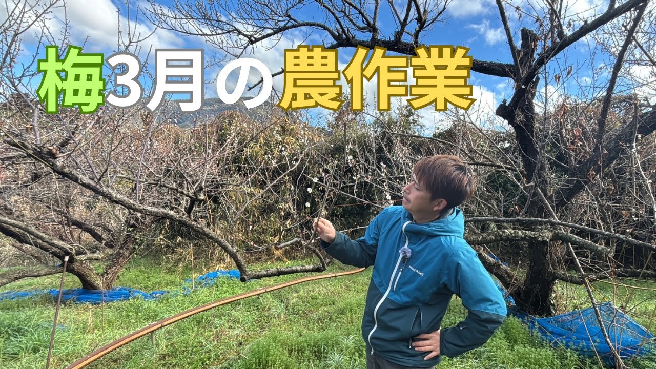 押さえておきたい！梅の３月の作業