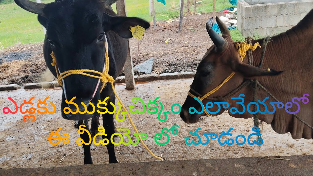 పశువులకు ముక్కుచిక్కం ఎలా వేయాలో ఈ వీడియో లో చూడండి!! #palleturu #video #viral #please #subscribe