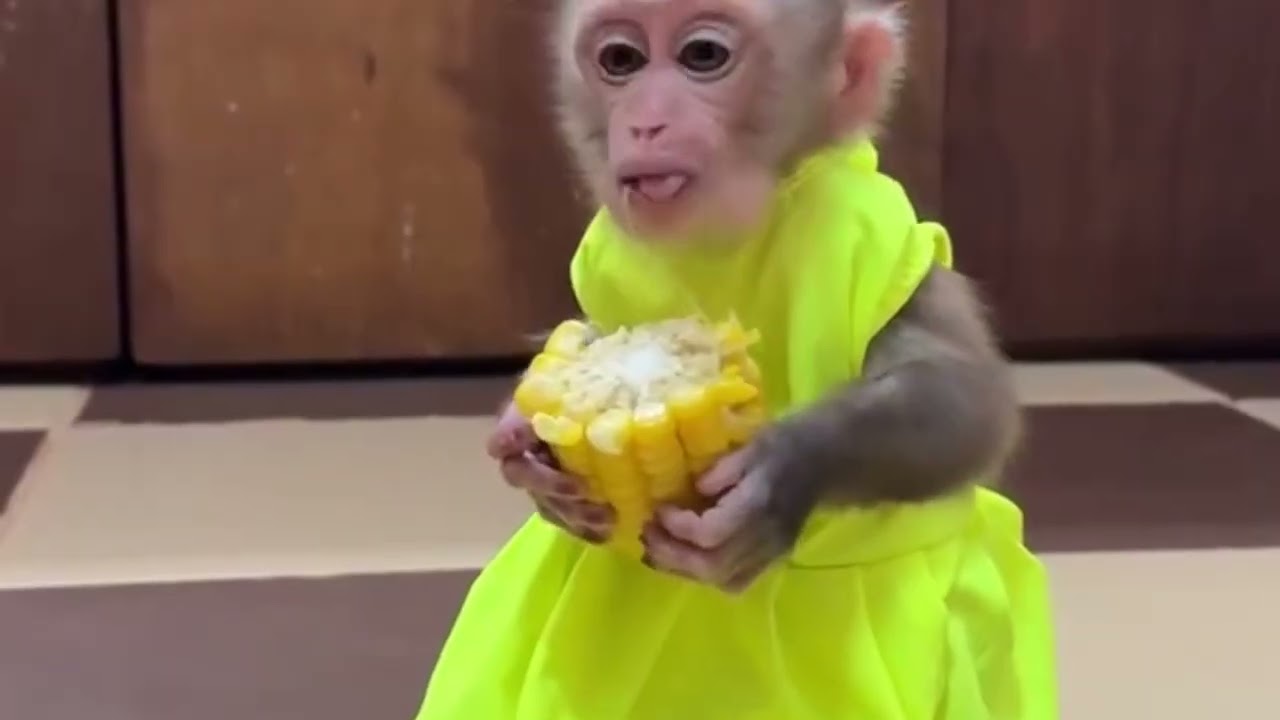 Funny Monkey Videos Ep40#lovely #cute #adorable #newborn #animals  #obedient #monkey#cat #duet 