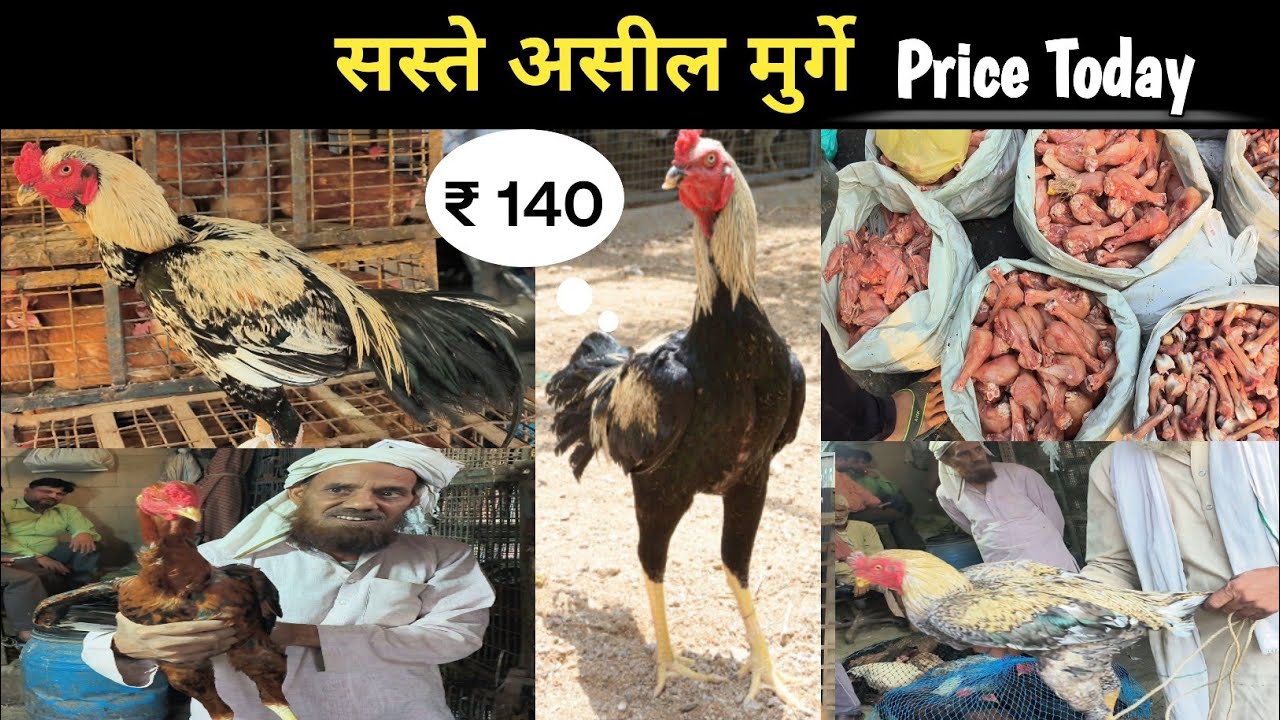 गाज़ीपुर मुर्गा मंडी दिल्ली Today price | Wholesale market | बहुत सस्ता मुर्गा हो गया