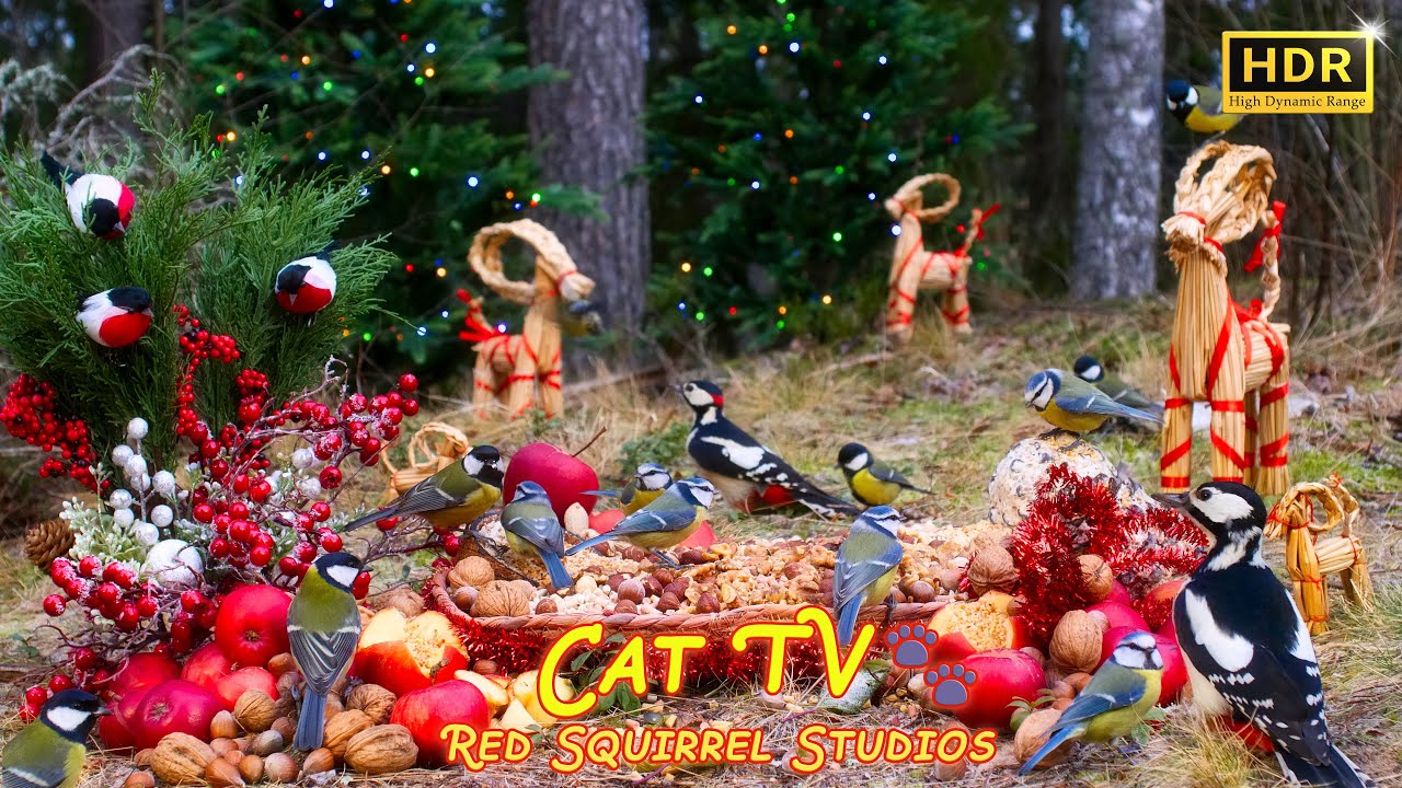 CAT TV NO ADS😻 Countless Little Birds for Cats to Slap on Christmas time