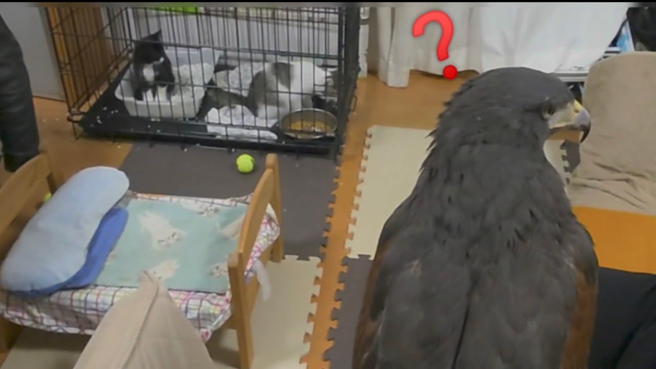 5匹のうち2匹がうちの子になりました
