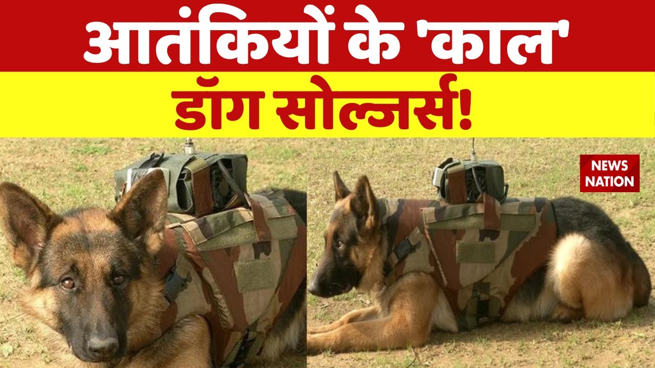 Military Dogs, Indian army dogs training: डॉग ब्रिगेड को सलाम | How a Military Dogs Trained in India