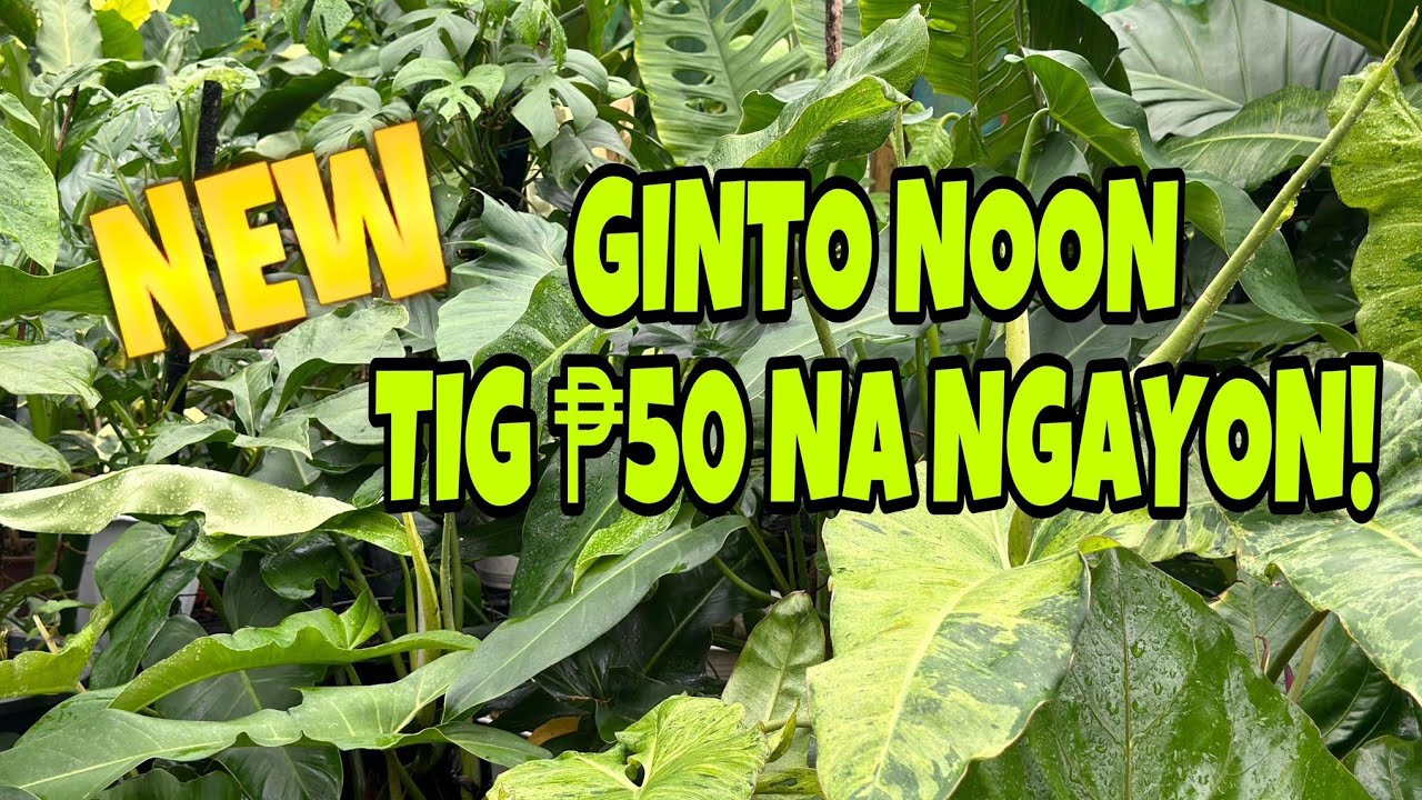 GINTO NOON TIG P50 NA NGAYON!