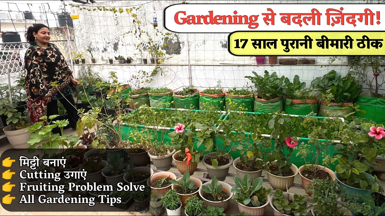 यह है असली पावर Gardening की 17 साल पुरानी बीमारी से ठीक हुई, Fruiting और मिट्टी बनाने का जादू जानें