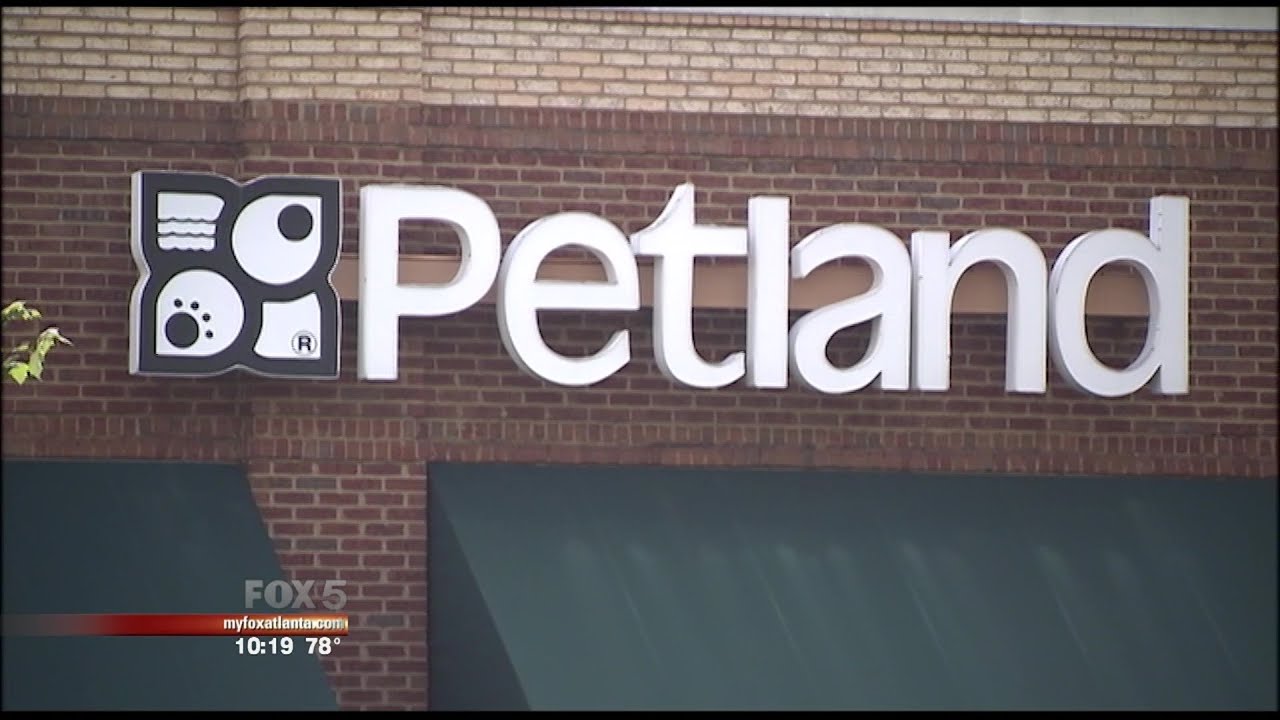 I-Team: Petland Kennesaw accused of selling sick pets