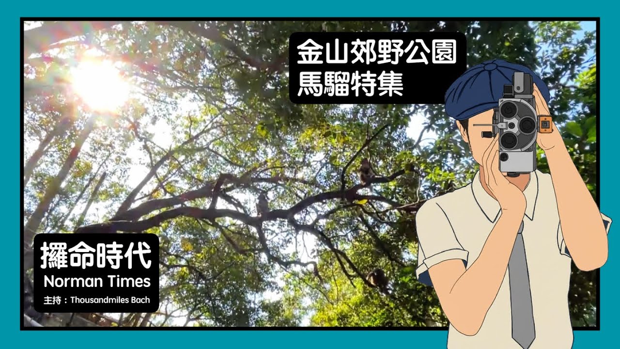 馬騮特集｜金山郊野公園｜攞命時代