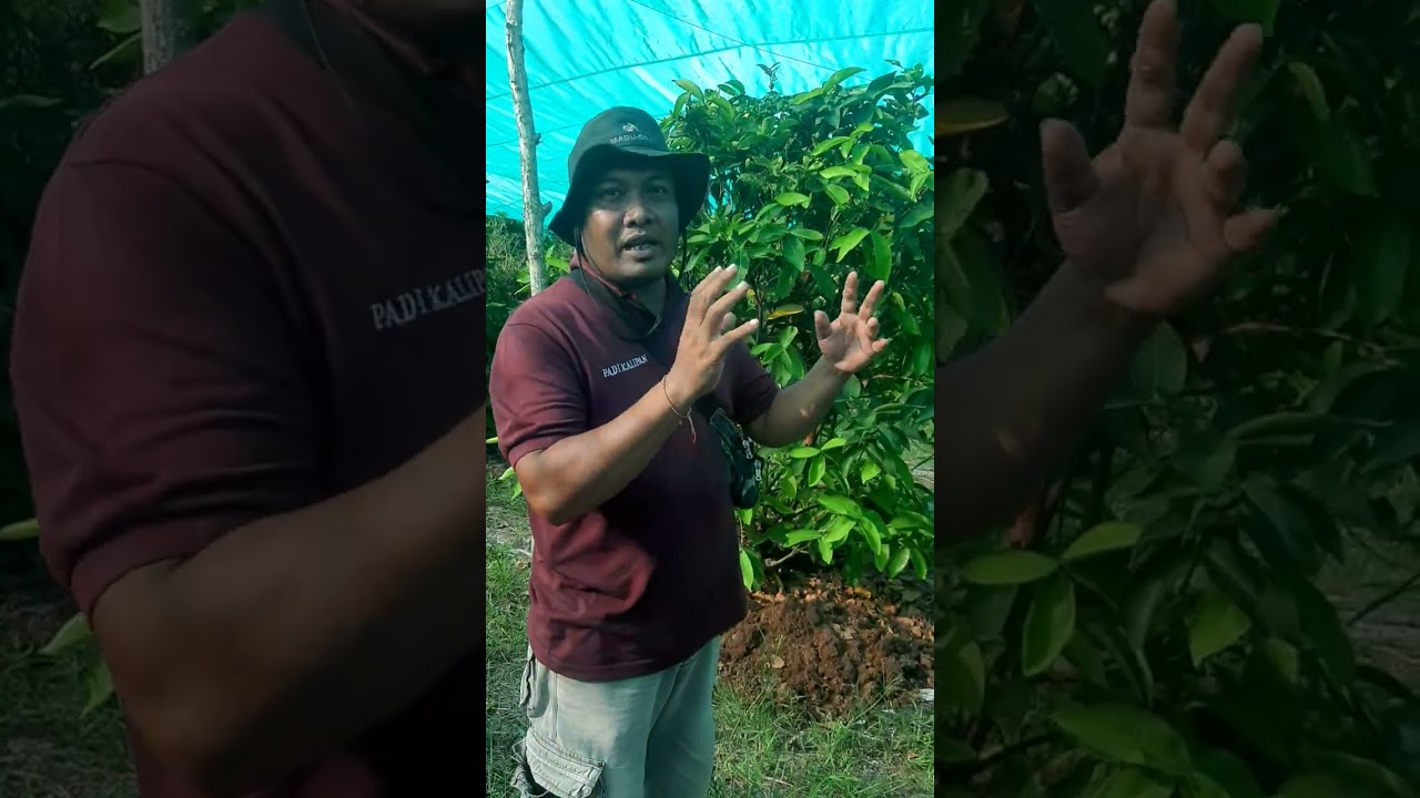 Jambu Citra FULL Nutrisi PT. Dharma Ayu Tani @BEEN SAE TANI