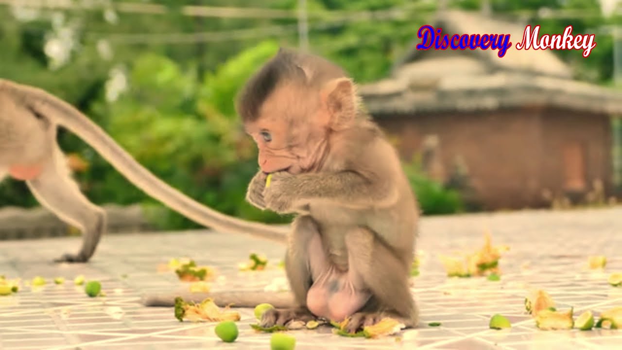 Very delighted & glad cutie baby Emma enjoying eating lotus fruit/ Emma baby is so charming girl.