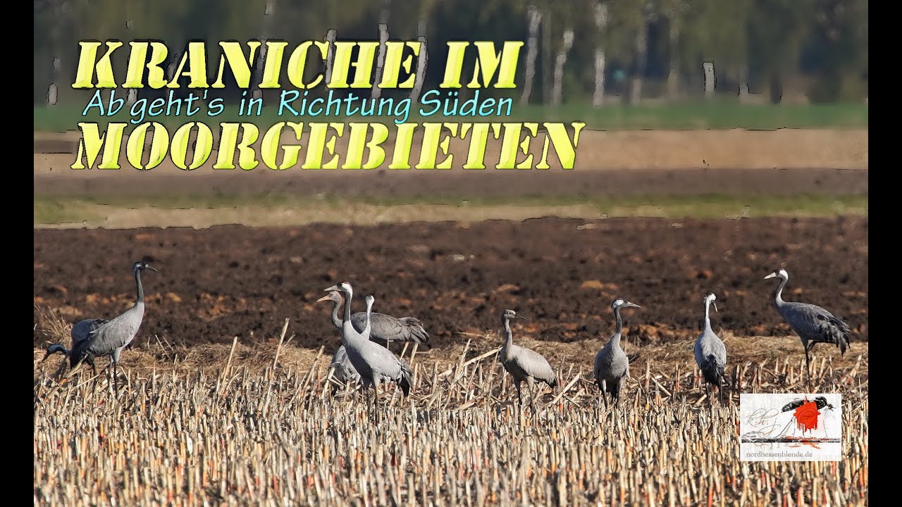 Kraniche im Moorgebieten auf geht's in Richtung Süden.
