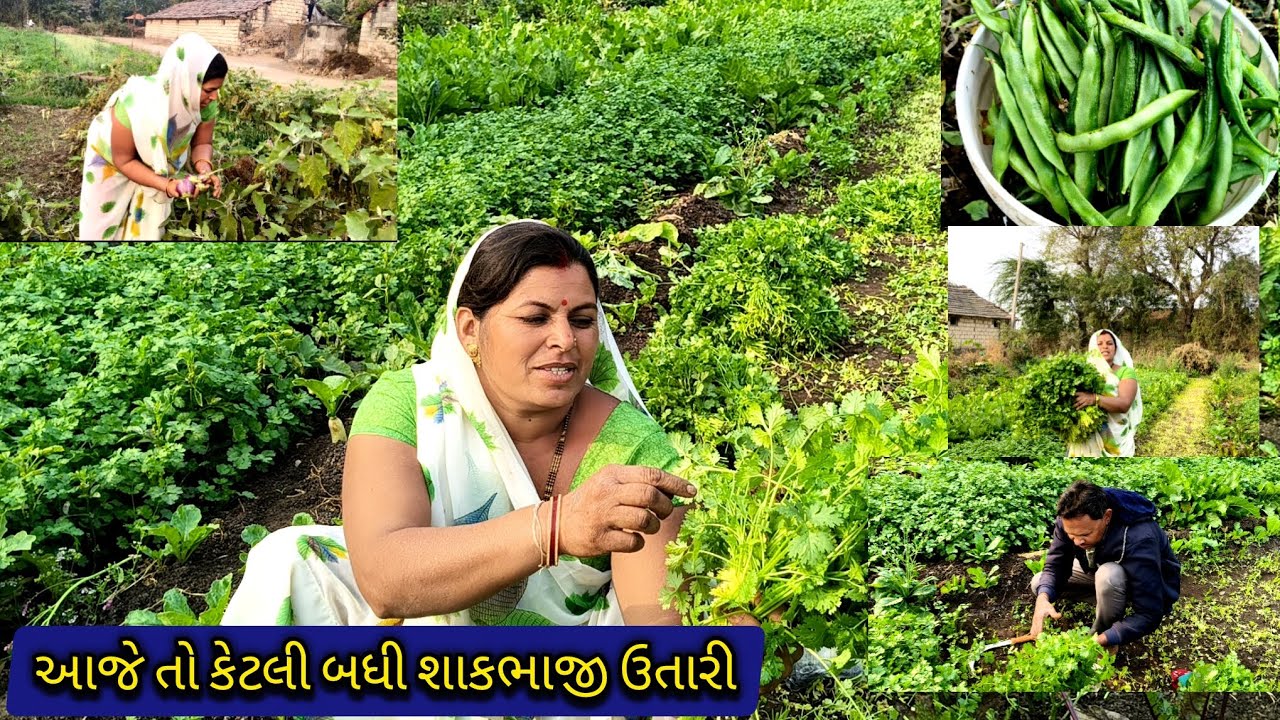 આજે તો કેટલી બધી શાકભાજી ઉતારી 🥒🫛🥬🥰