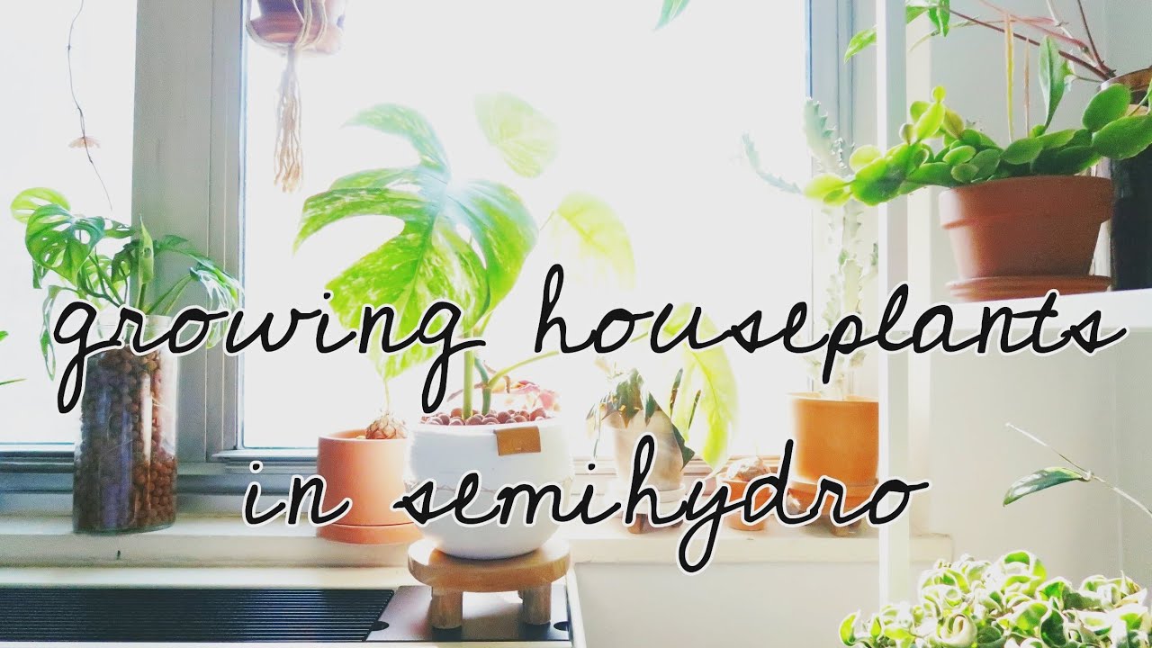 Growing Houseplants in Semi-Hydroponics