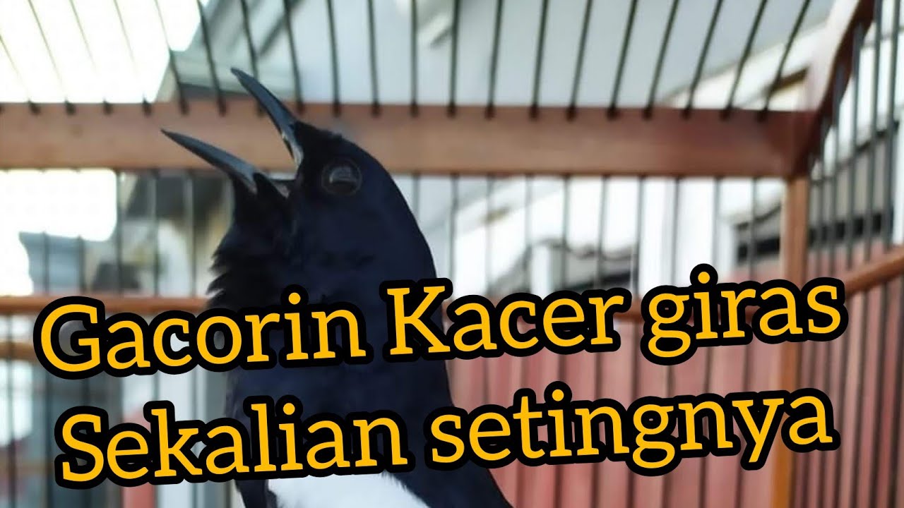 mengatasi Kacer giras