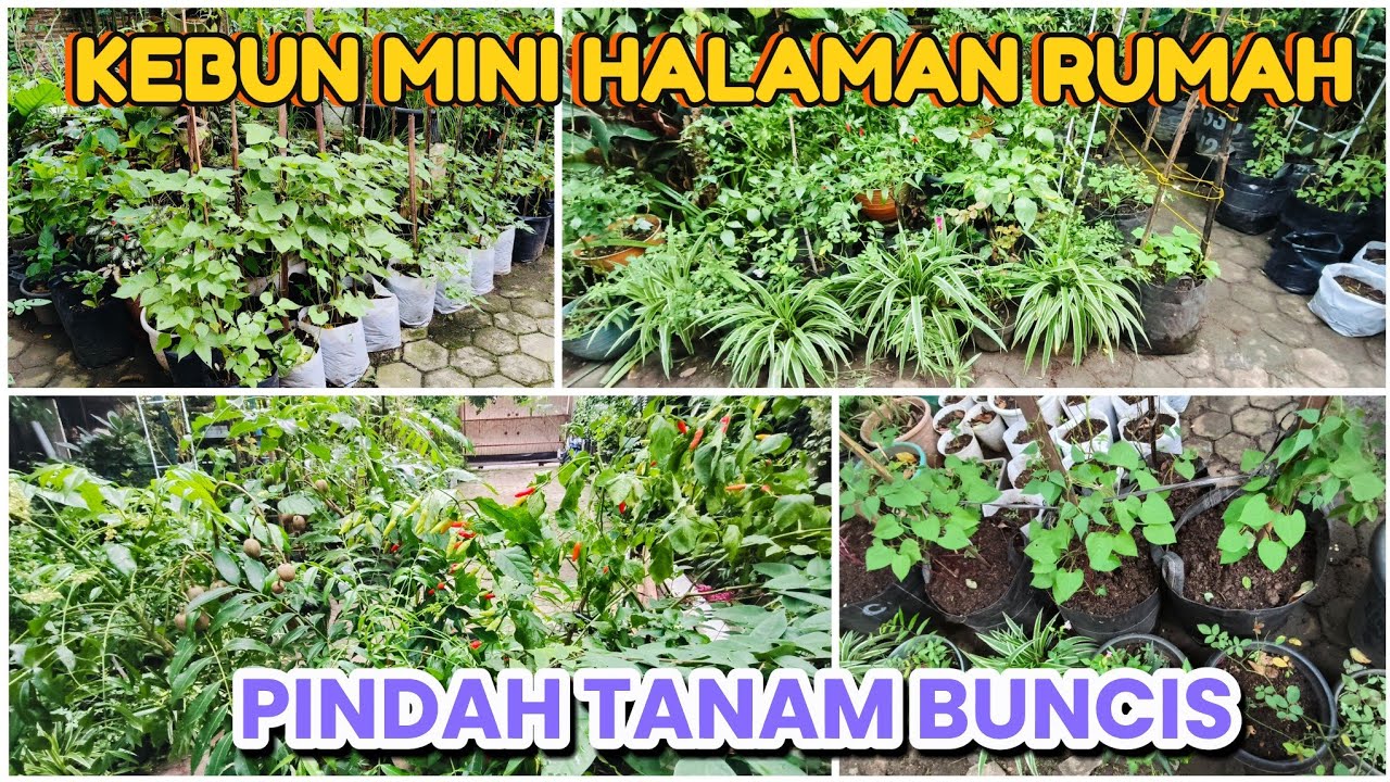 Update Kebunku Saat Ini, Pindah Tanam Buncis #video #petanirumahan3 #kebunhalamanrumah 