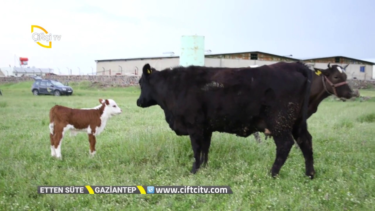 Ülkemizde Olması Gereken Damızlık İşletmesi Nedir - Etten Süte / Çiftçi TV