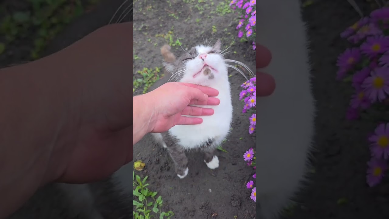 Зачем моему сыну Безплодная корова..#рассказы #историиизжизни #интересно 