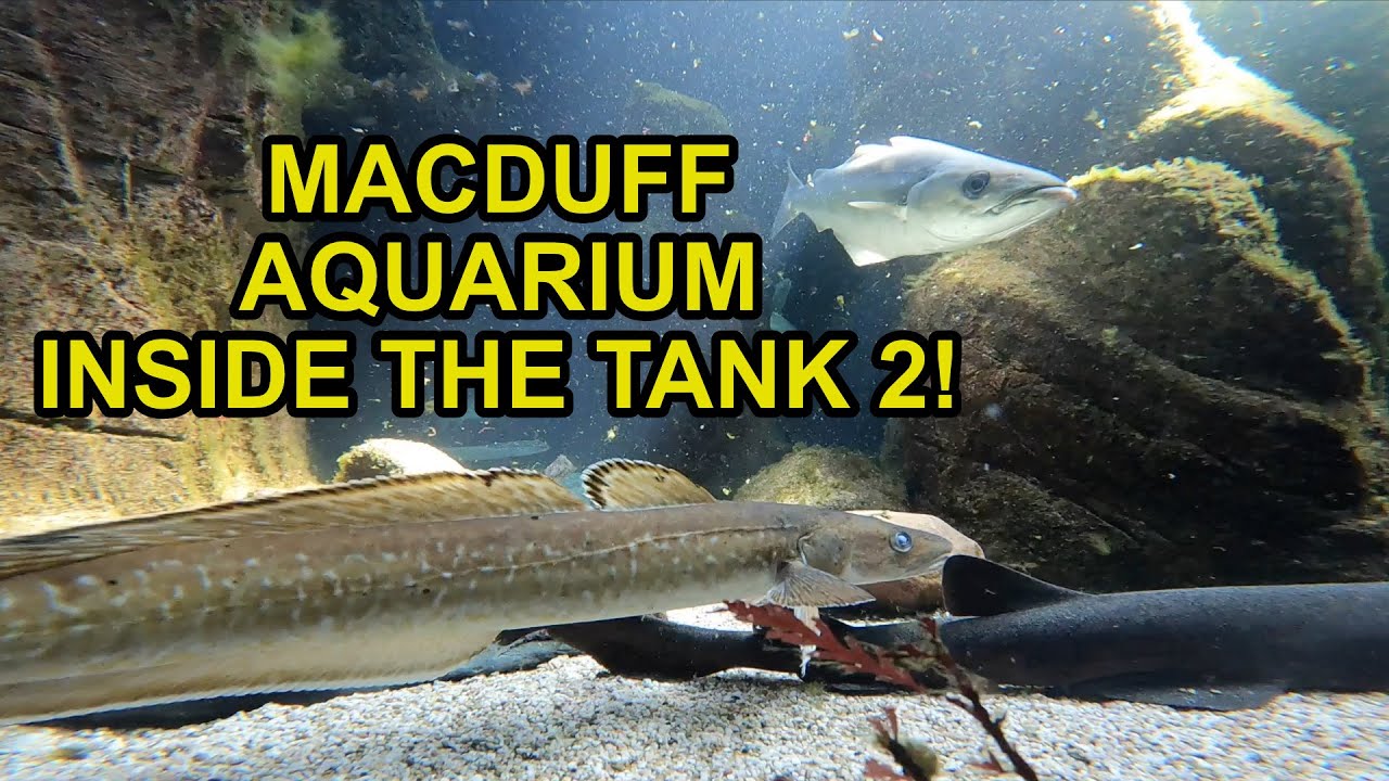 10 mins + inside a aquarium (Macduff Aquarium)