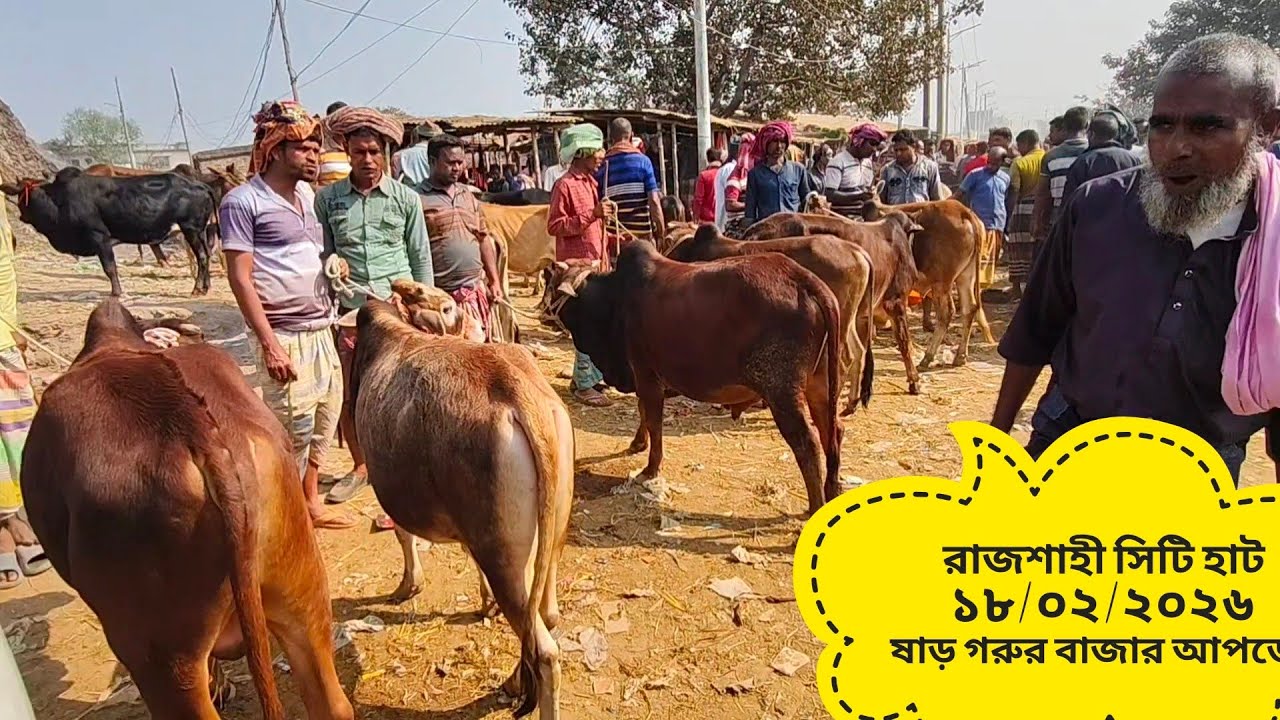 রাজশাহী সিটি হাট ১৮/০২/২০২৬ ষাড় গরুর বাজার আপডেট 