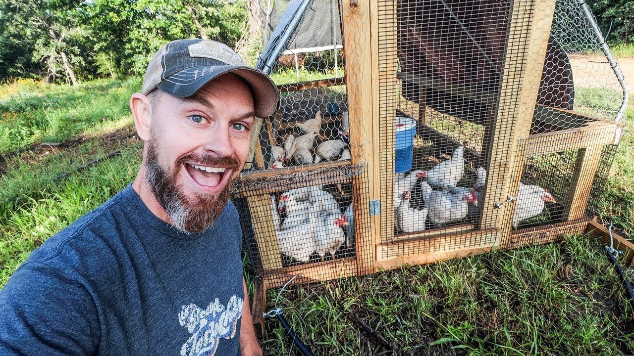 Raising 12 Months of MEAT CHICKENS {START to FINISH}