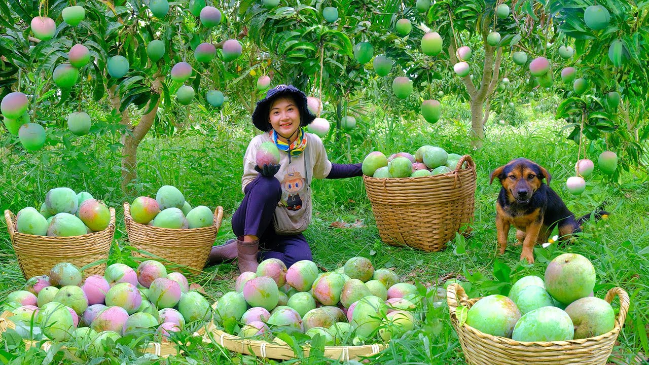 Harvest Australian Mangoes Goes To Market Sell, Plant Black Beans With My Brother| Tieu Lien Harvest