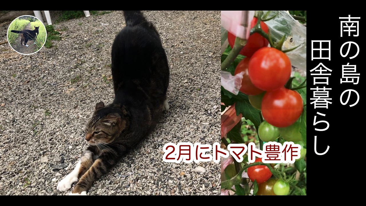 庭木の伐採、南の島で猫と田舎暮らし。2月にトマト豊作。