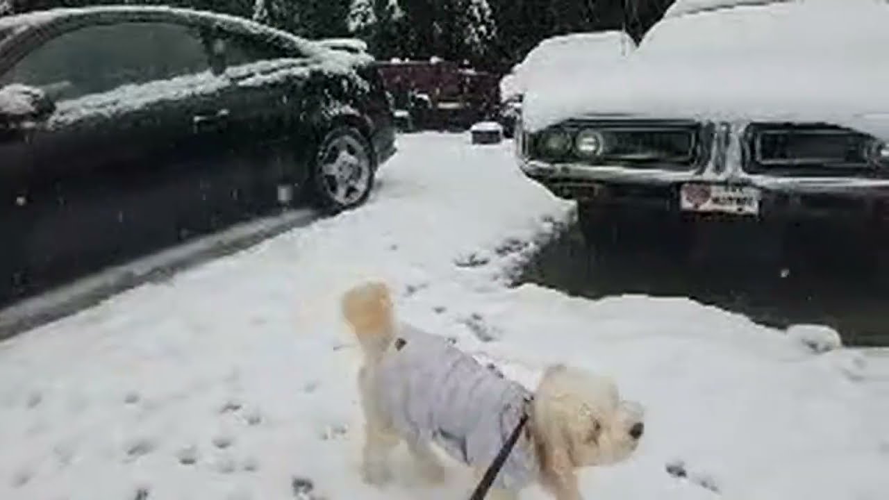 1020 auto rebuild is live! No work on the '71 charger today ( winter snow storm )