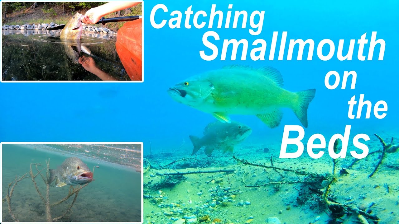 This Lake had so many Bass!!!! with underwater footage
