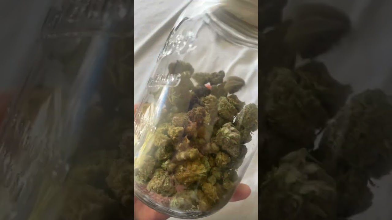 3 different strains in there gelato hybrid.  Hylia Farms  .OG Kush