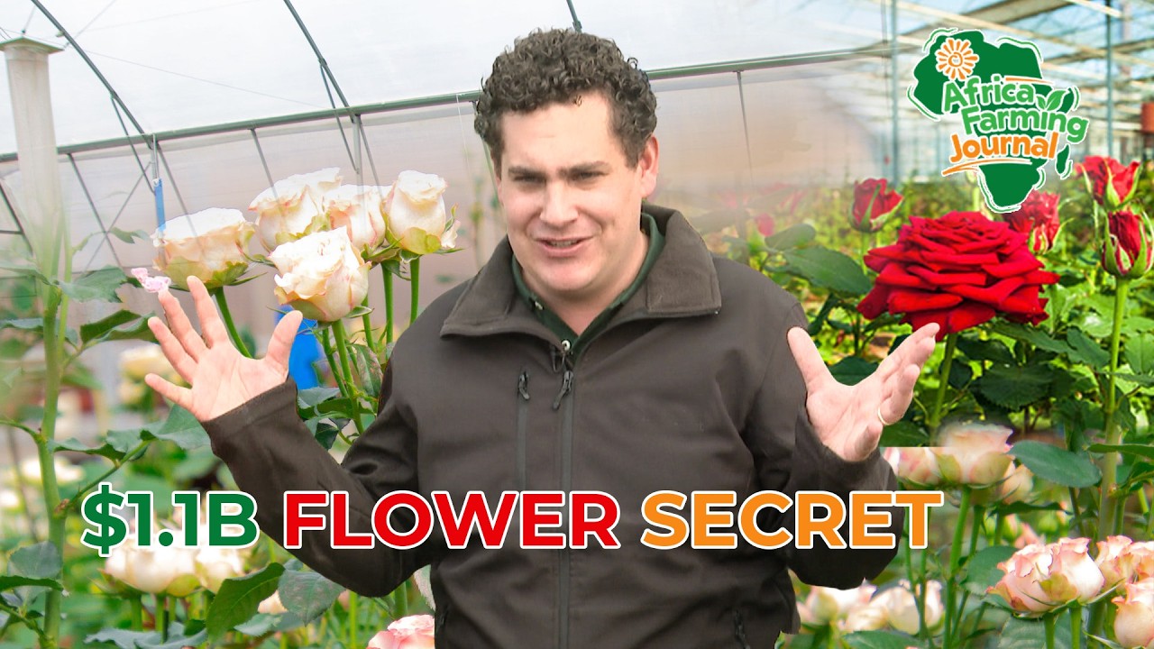 How Africa is Disrupting the Global Rose Trade | Agribusiness 2026