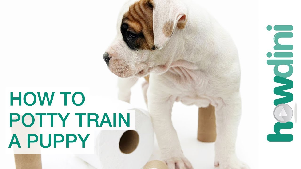 How To Potty Train a Puppy - How to House Train Your Dog