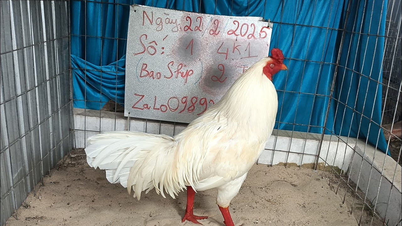 Còn số 2-3-5-6@traiganghitranhoangvinhlon600 0989240640 Zalo xem 🐔 22/2/2026 Hoàng Vĩnh Long 