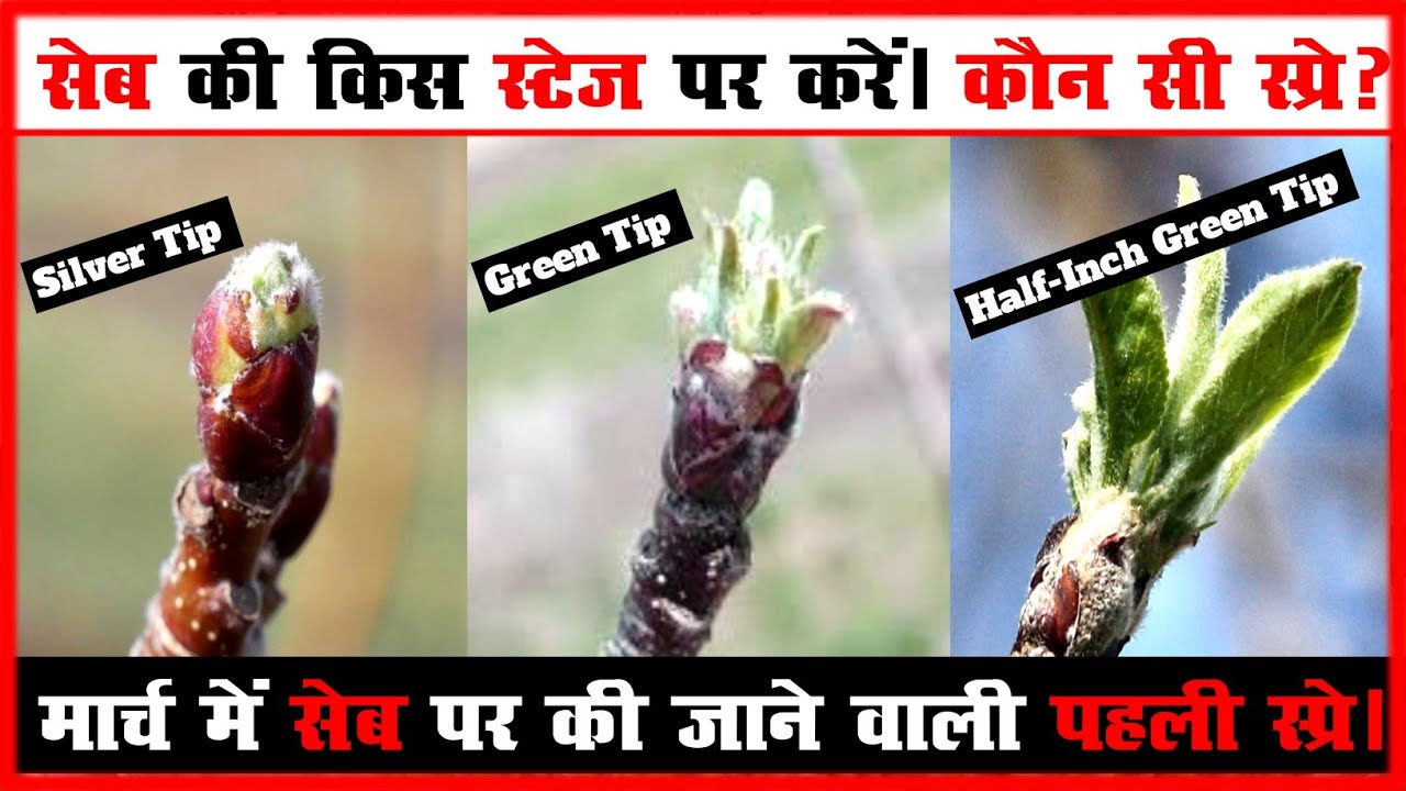 Silver Tip,Green Tip & Half-Inch Green Tip Spray : सेब की किस स्टेज़ में कौन सी स्प्रे करें|