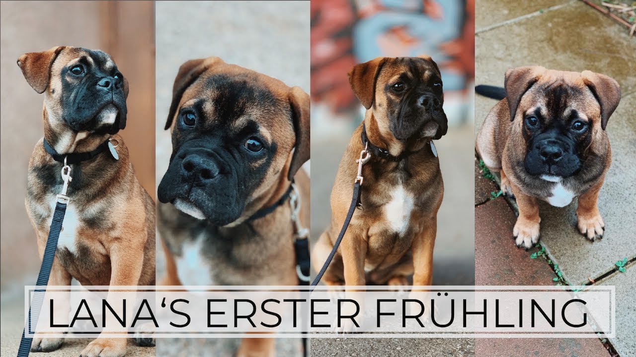 Continental Bulldog | Lana's erster Frühling