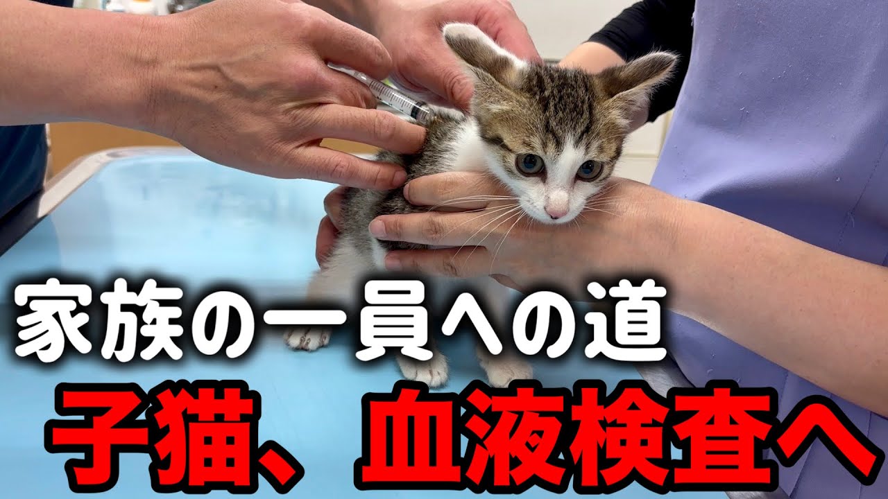 2回目の血液検査...結果は！？子猫、家族の一員への道