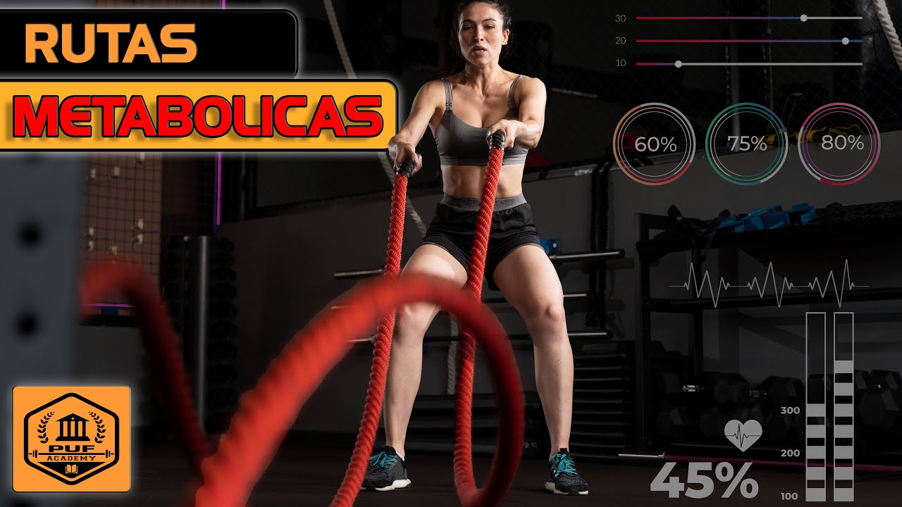 mTOR y AMPK: Los Secretos Metabólicos que Definen tu Rendimiento en el Gimnasio