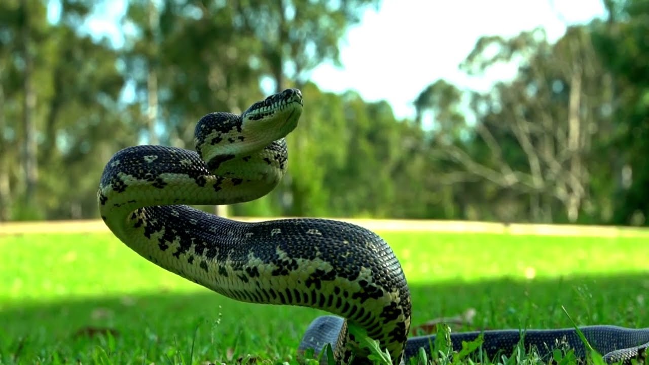 👉 I Got Closer Than I Should to This Snake! 🐍 | Adventure Africa