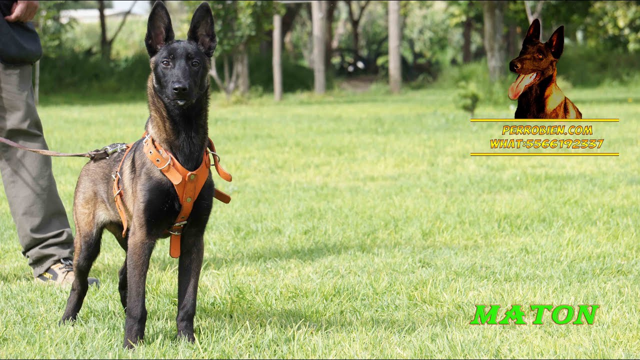 Inicio de mordida de un cachorro pastor belga malinois de nombre maton