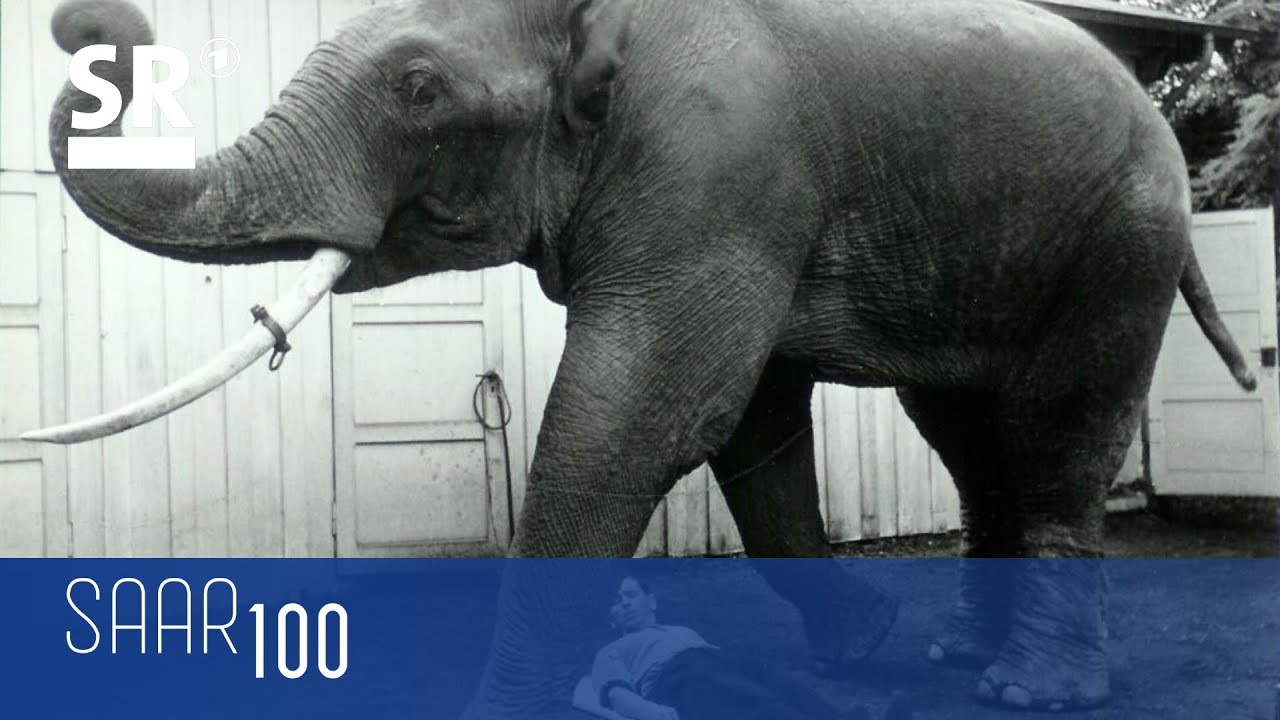 1932: Der Zoo Saarbrücken öffnet seine Pforten
