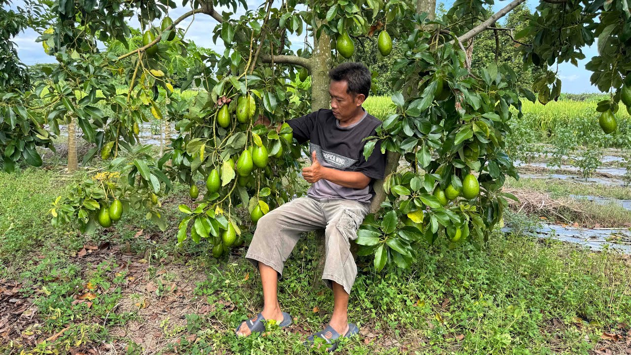 2 TAHUN SUDAH BERBUAH..!!!PANEN BUAH ALPUKAT SIGER GES,READY JUGA BIBIT ALPUKAT SIGER,MIKI DLL.