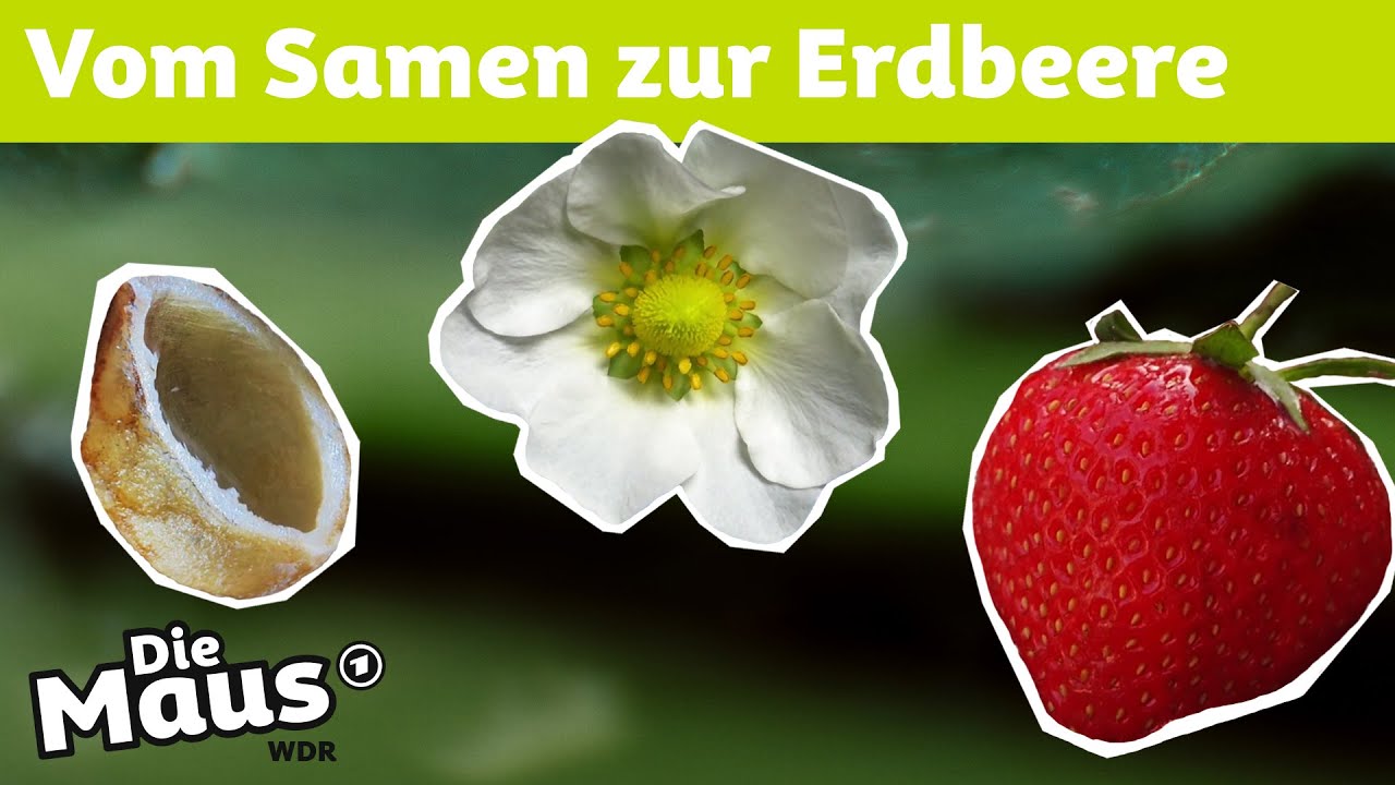 Die K&ouml;rner auf der Erdbeere | DieMaus | WDR