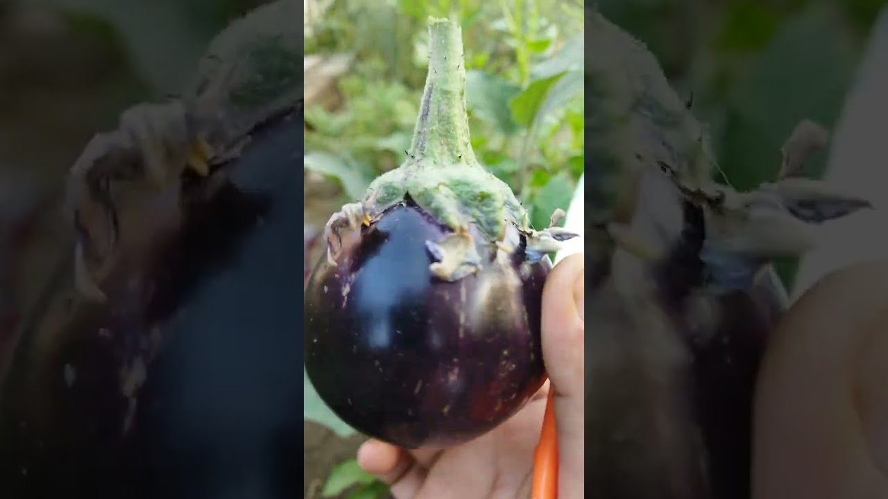 Organic Brinzal  harvesting#Todays harvesting#feeling proud # kittchen gardening# Organically grown