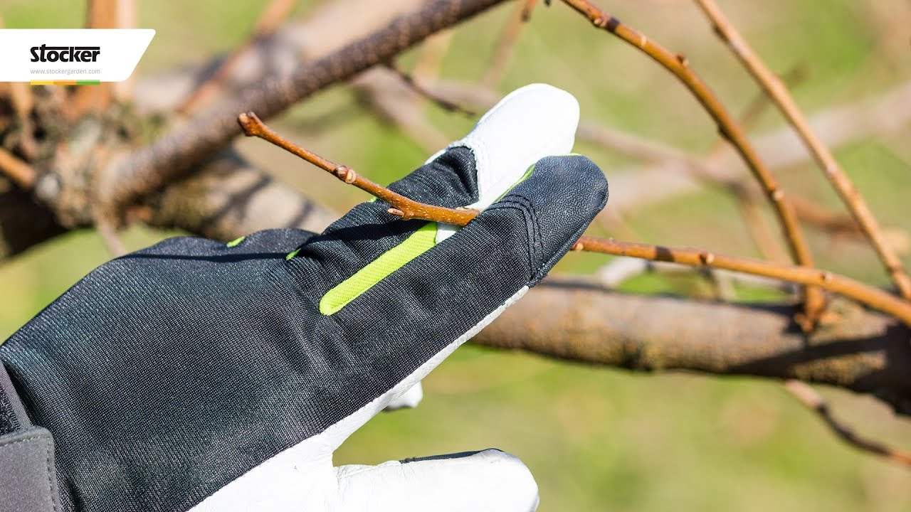 Errori comuni - potatura del cachi - guida con consigli per la potatura