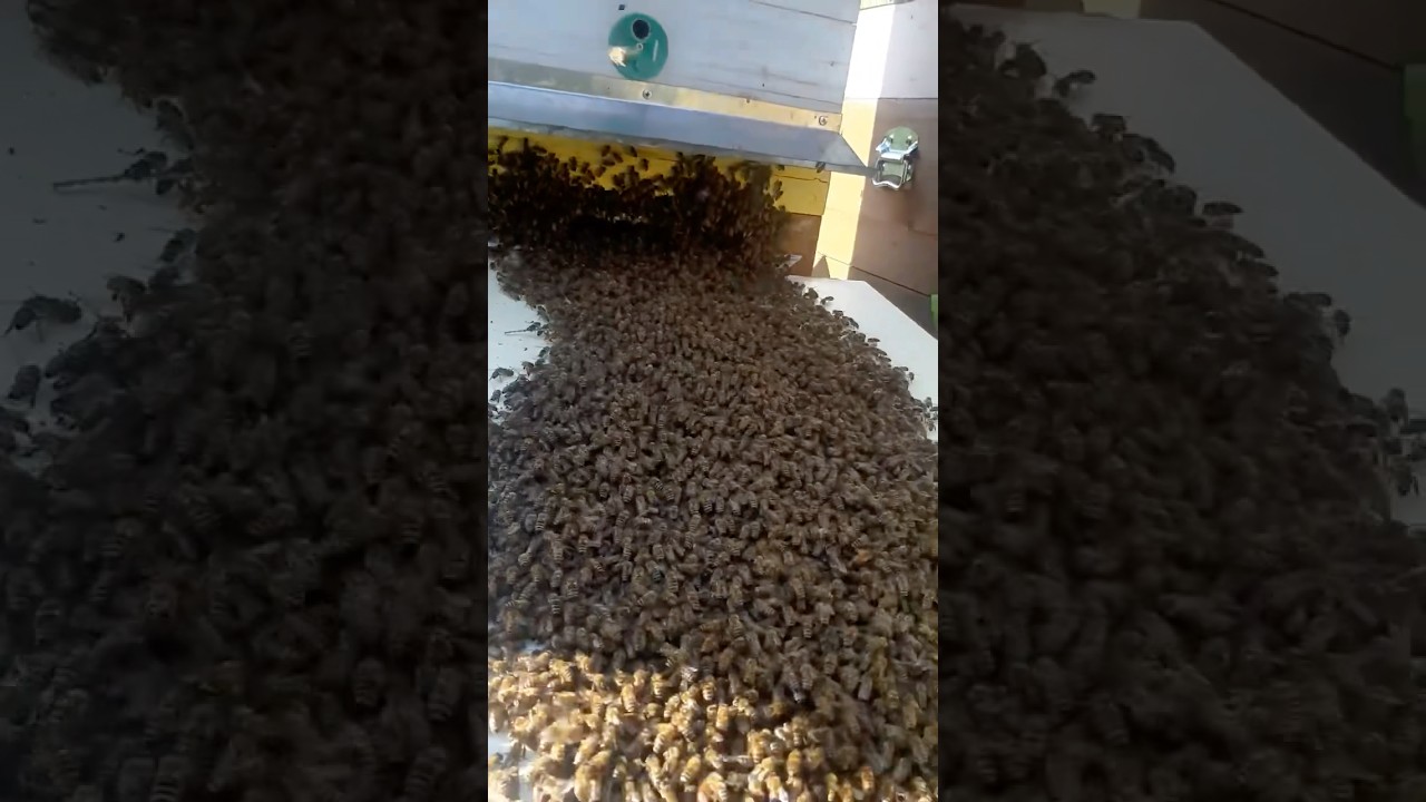 У пчел новый дом &hearts;️ #bee #beekeeping