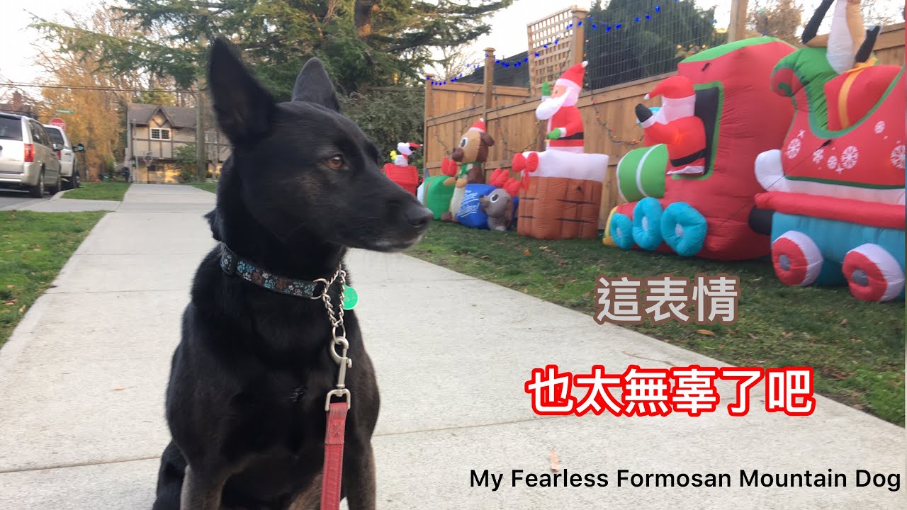 My fearless Formosan Mountain Dog ( Taiwan Dog)台灣犬什麼都不怕嘛？