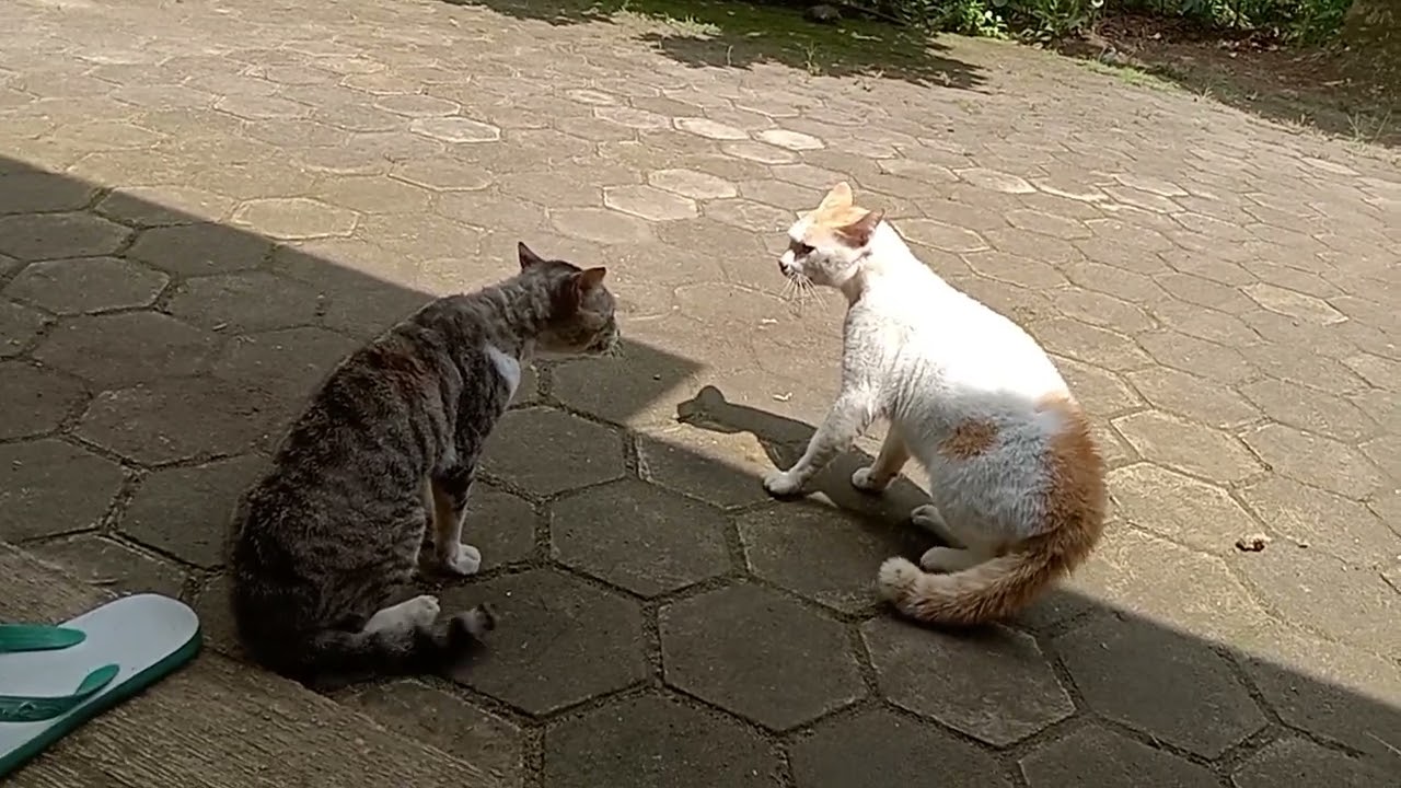 Namanya juga kucing nggarong.....